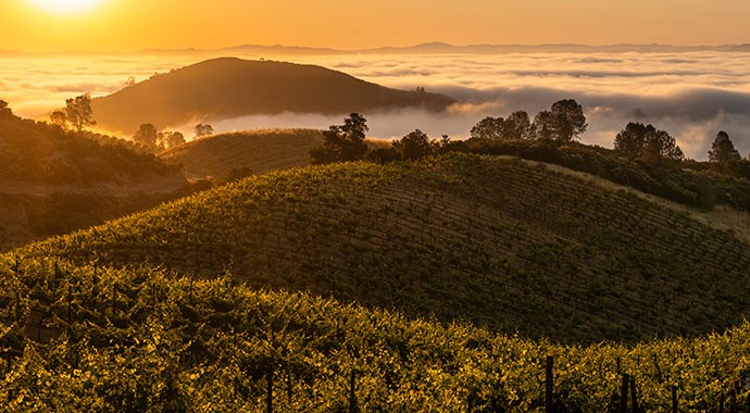 Mt. Harlan Vineyards and Appellation